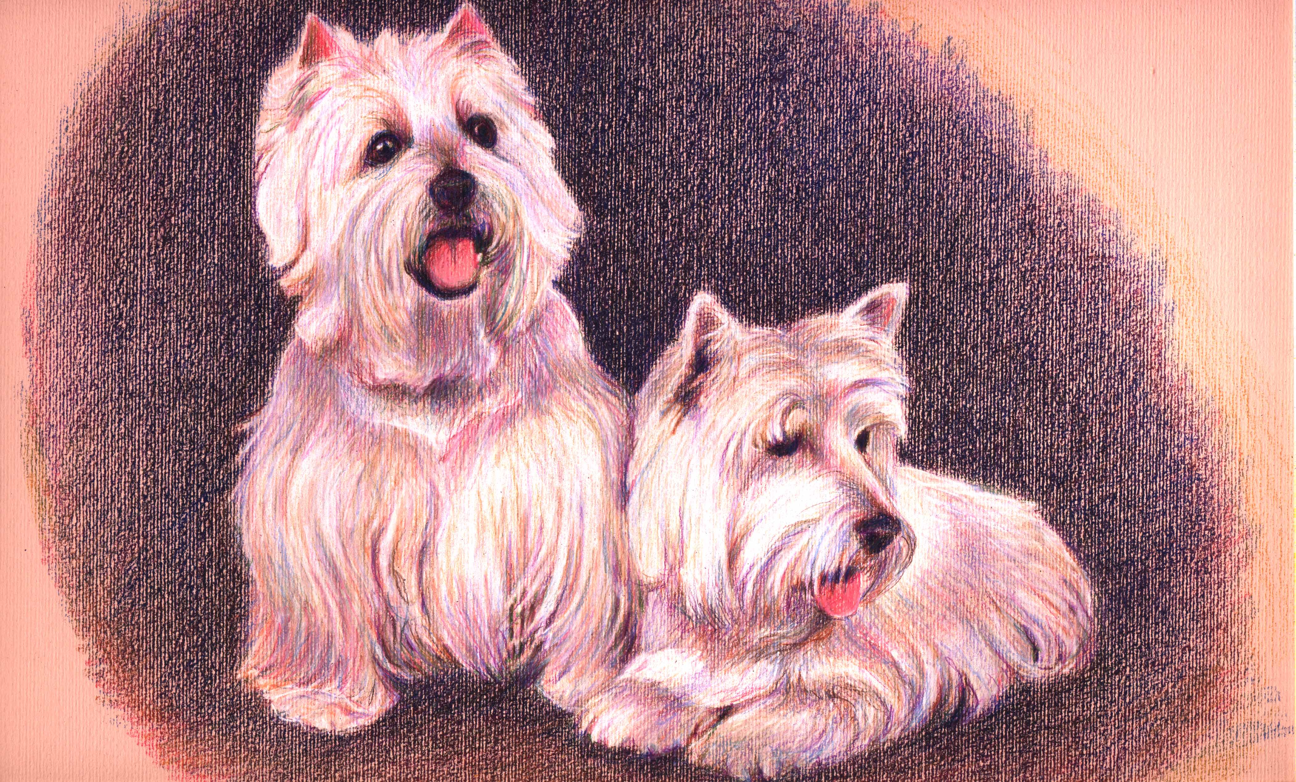 west Highland Terriers