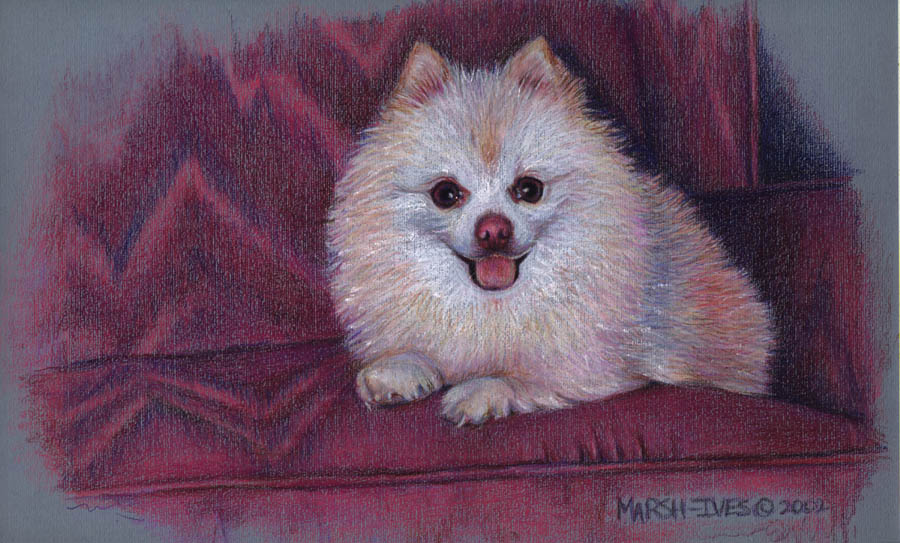 Toffi the Pomeranian