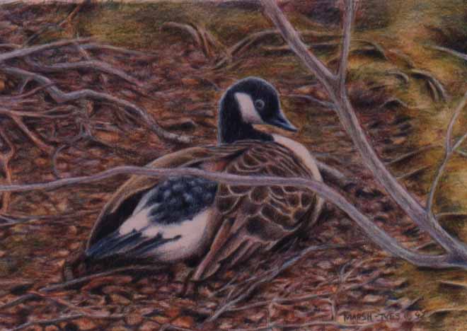 Canada Goose #2