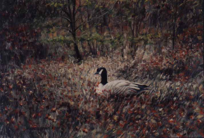 Canada Goose #5