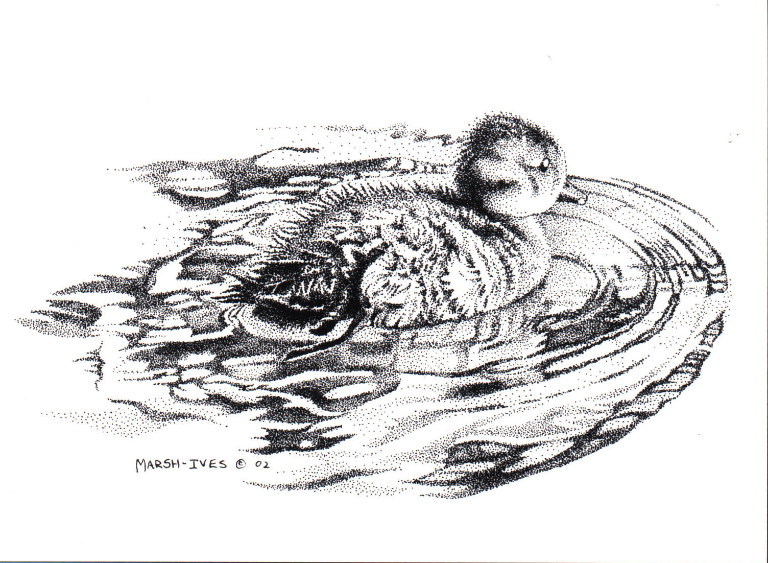 Swimming Duckling