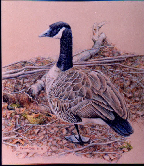 Canada Goose #3