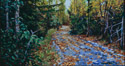 The Road Taken