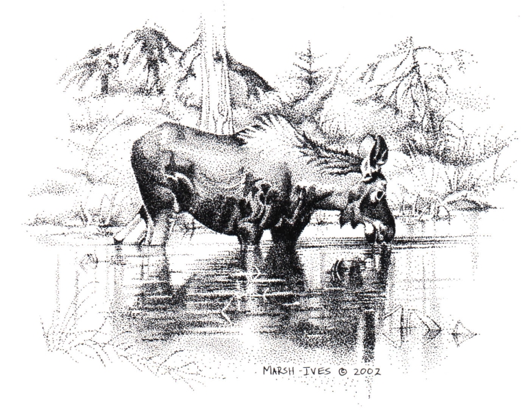 Moose Taking a Drink