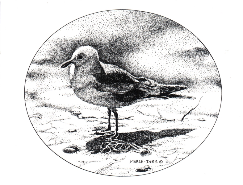 Dea Gull at Attention