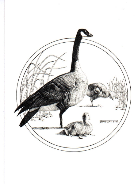 Canada Goose #1