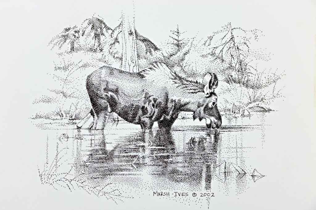 Moose in Pond