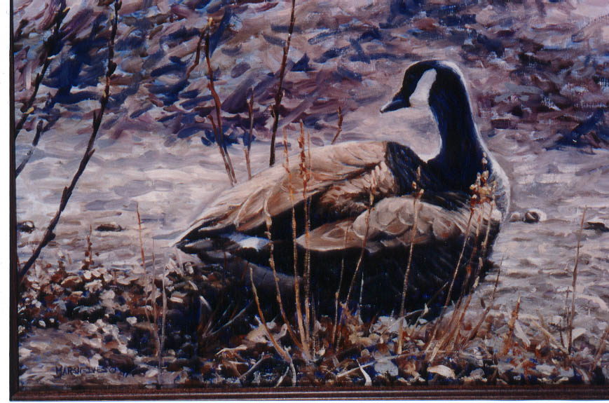 Canada Goose series #4