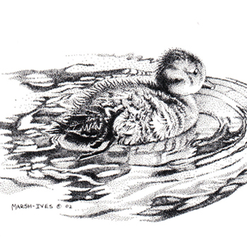 Artwork of black and white ink dot/pencil drawings showing a baby duck swimming on water
