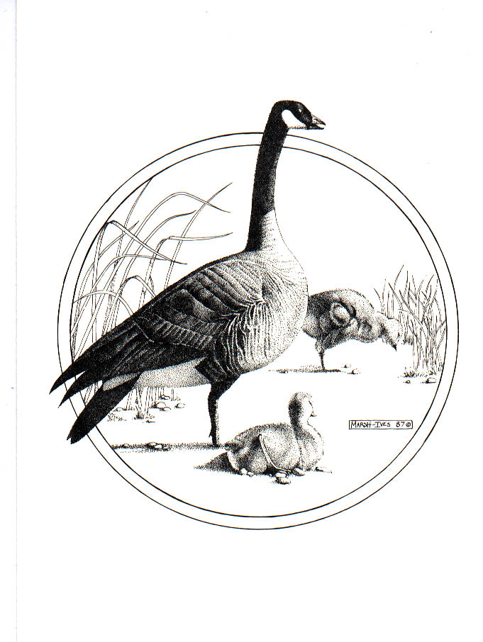 Canada Goose & chicks