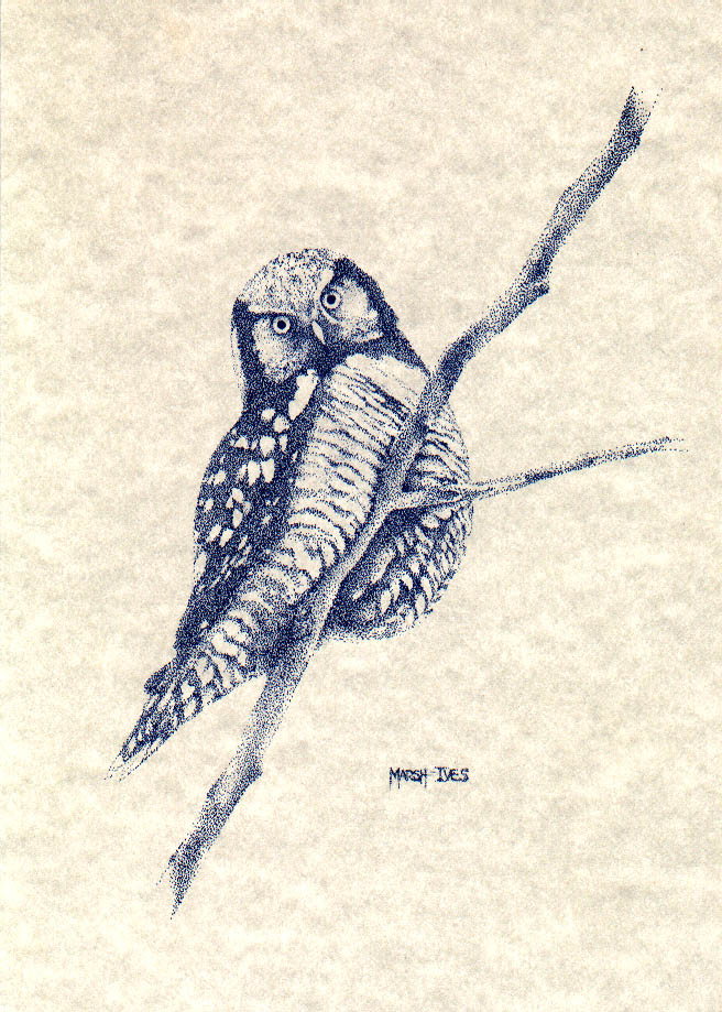 Hawk Owl