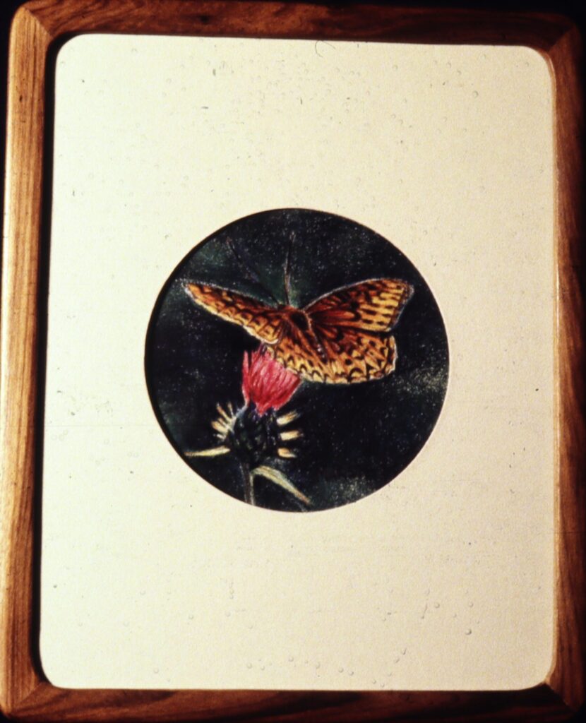 butterfly on a thistle