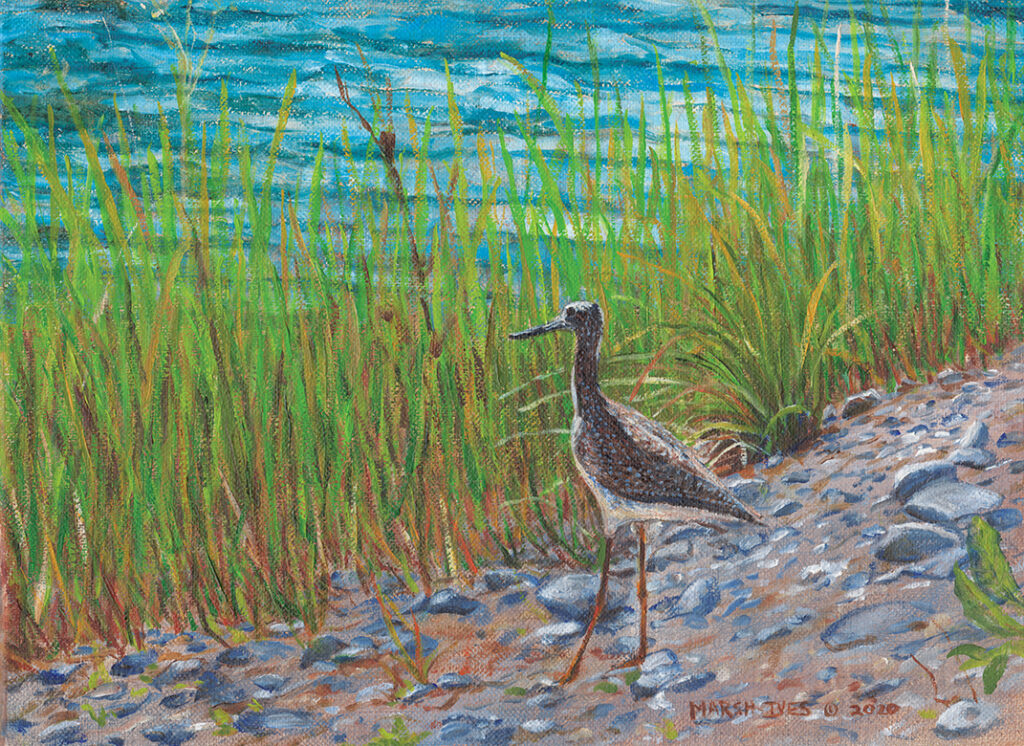 A shore bird