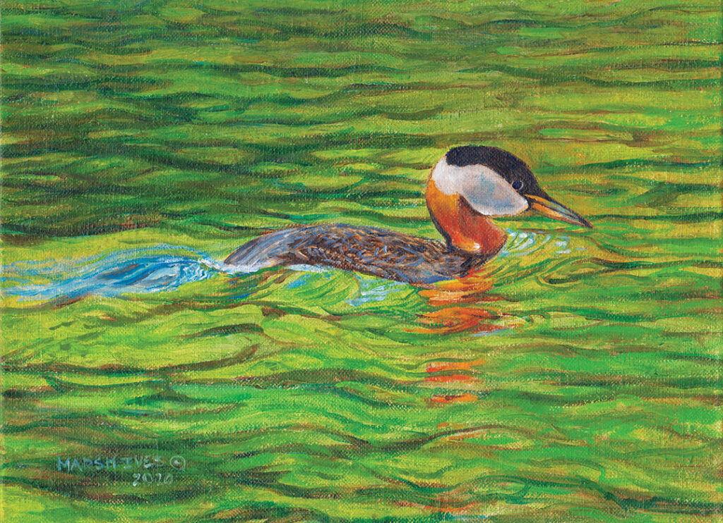 Grebe, from a kayak