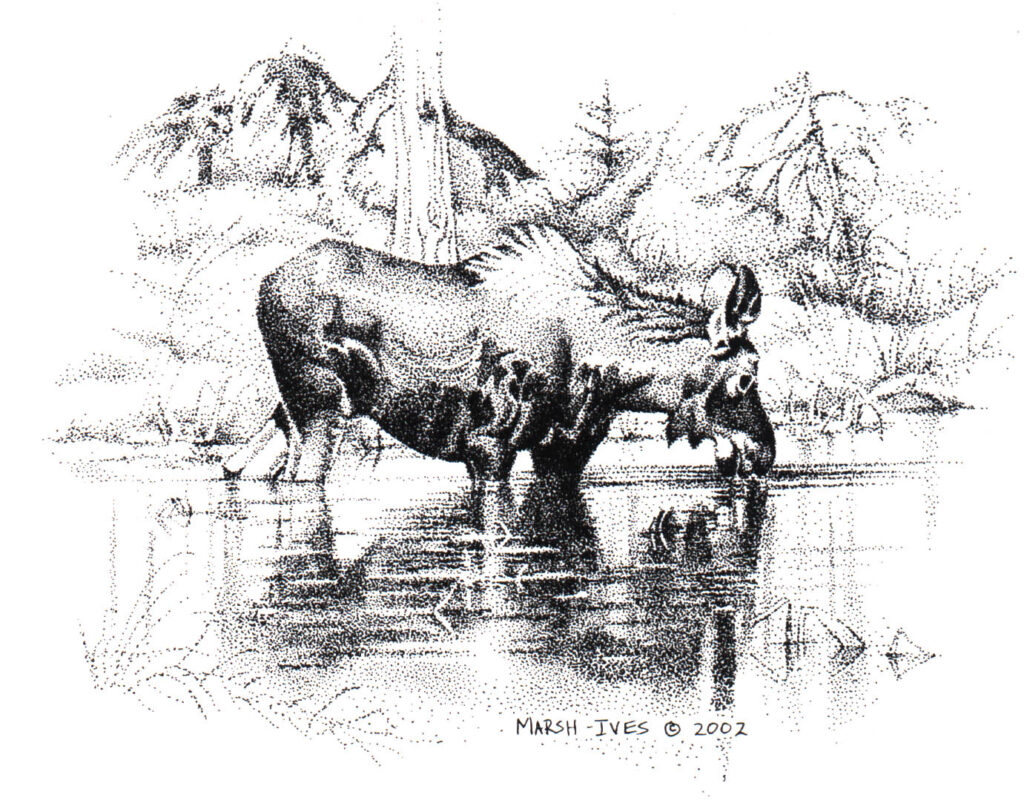Moose in the pond