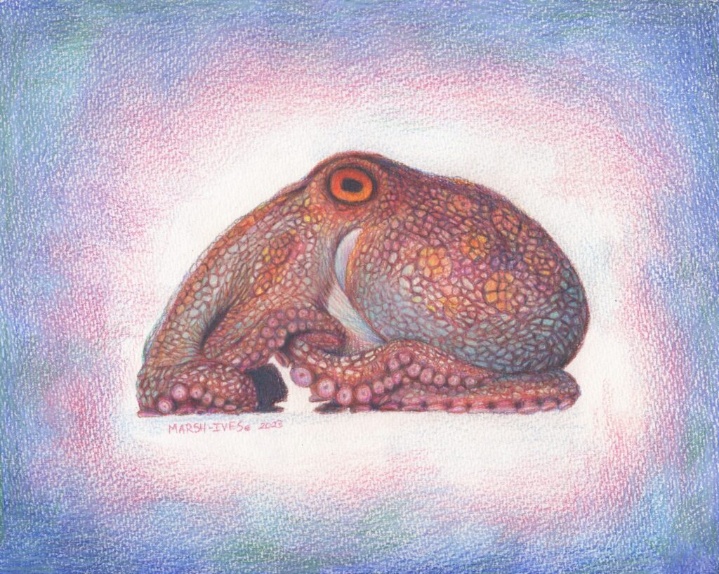 Octopus