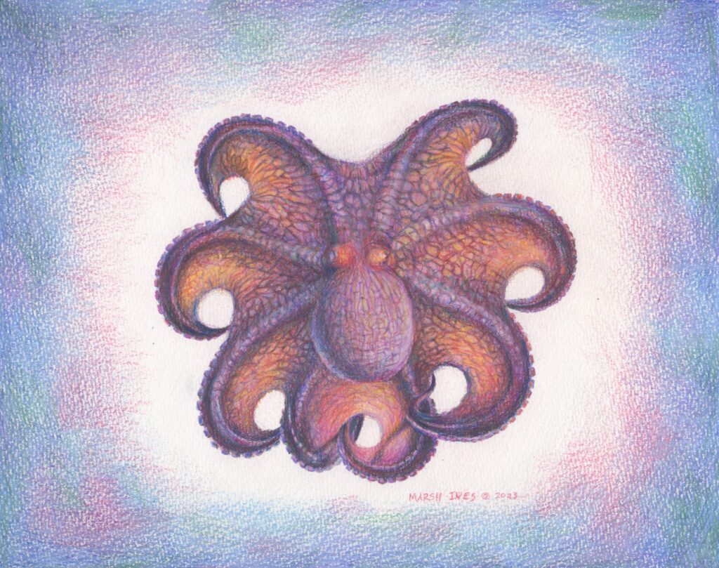 Octopus 2
