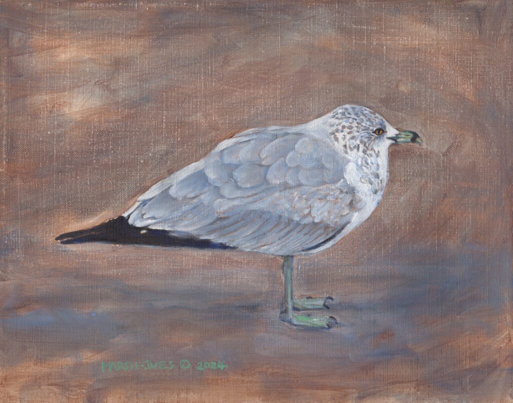 A North Carolina Gull