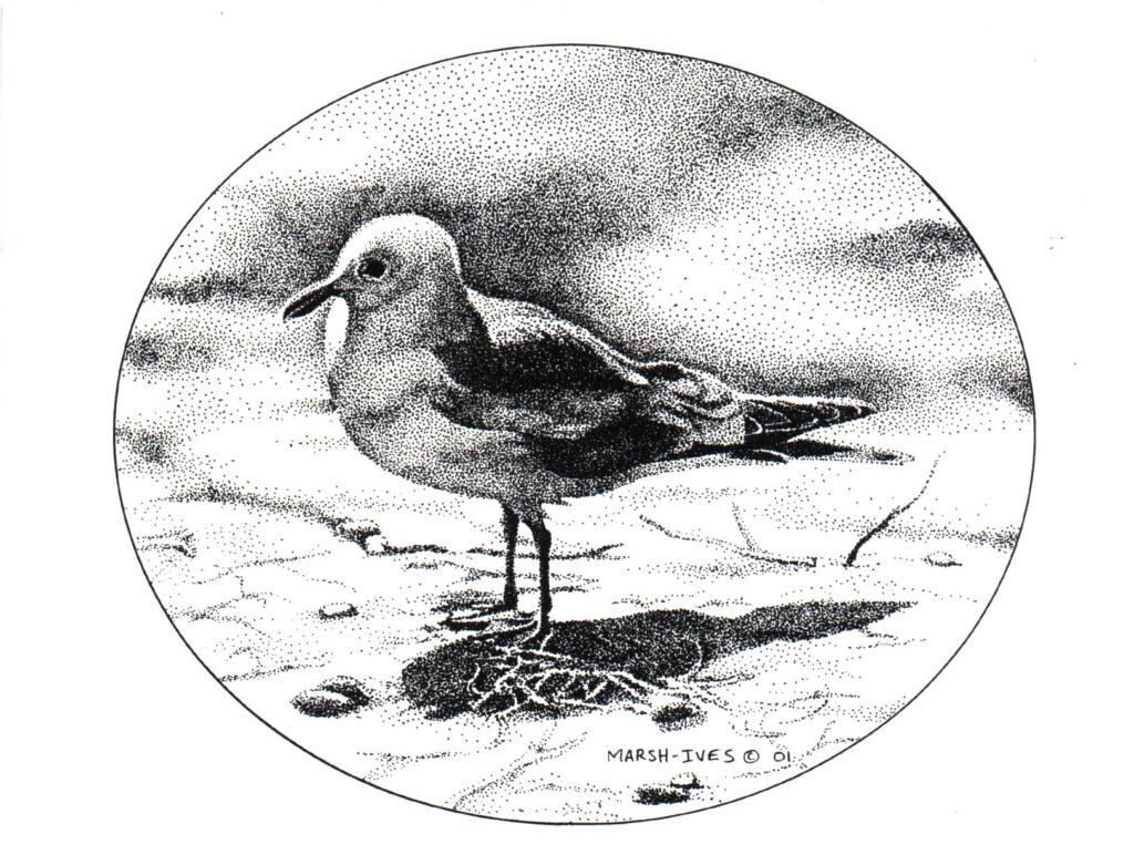 another sea gull picture