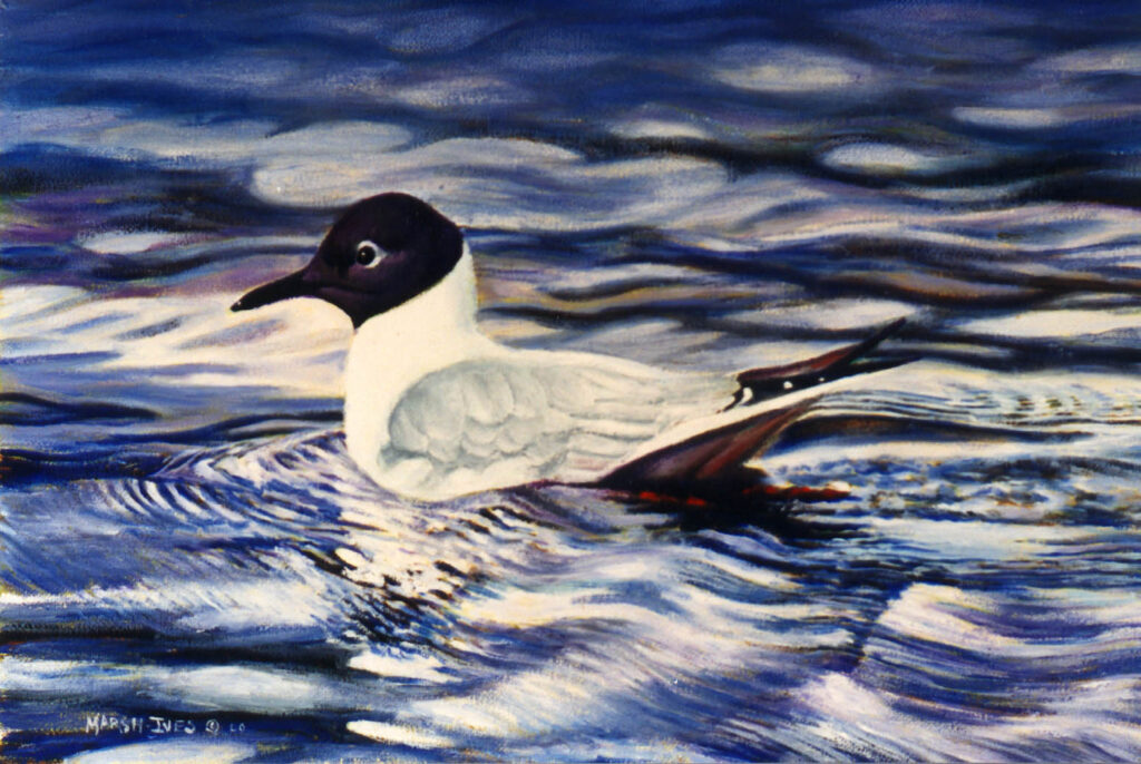 either a tern or a Bonaparte's Gull